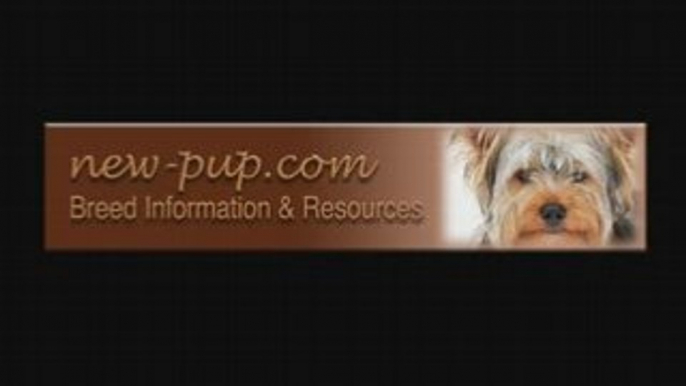 Dog Breeds, Dog Training, Funny Dogs & Dog Pictures