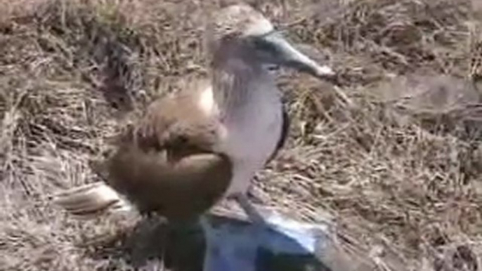 Blue Footed Boobies, Galapagos, Ecuador