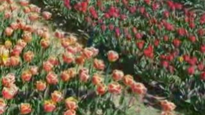 champs de tulipes en pays bigouden