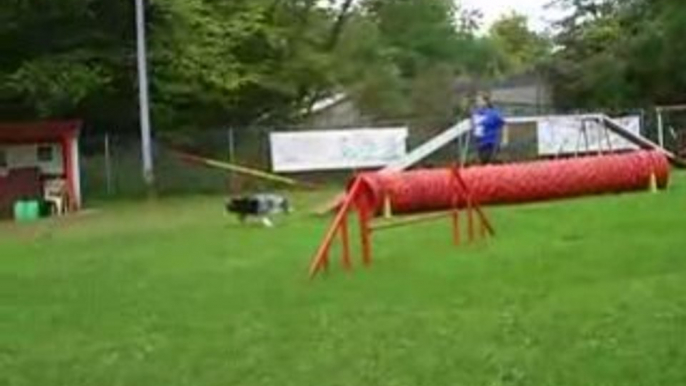 Dixie entrainement d'agility du 24/09/2008 2ème parcours