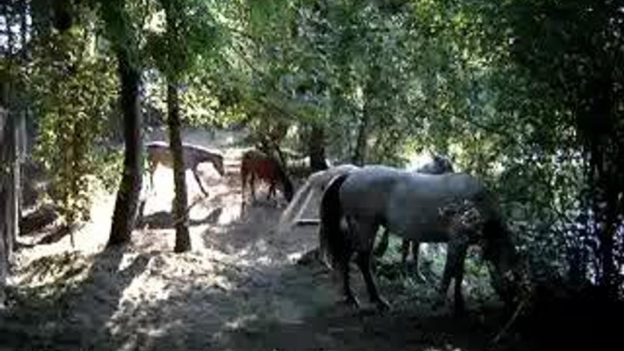 chevaux bords de l'yerres (suite)