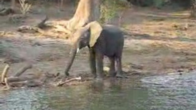 Elefantino Kruger Park
