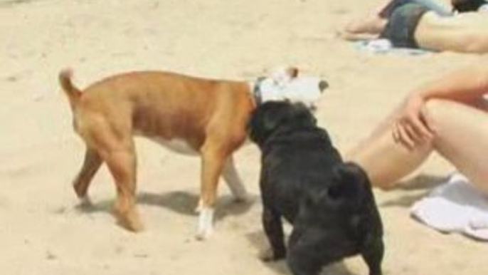 Pitbull Vs Pug