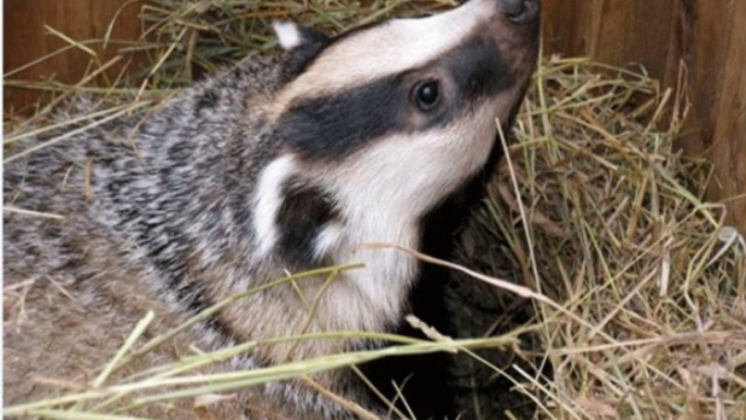 NFU Vice President Adam Quinney speaks to Matt Faulkner on BBC Somerset as the Badger cull begins. 27Aug13