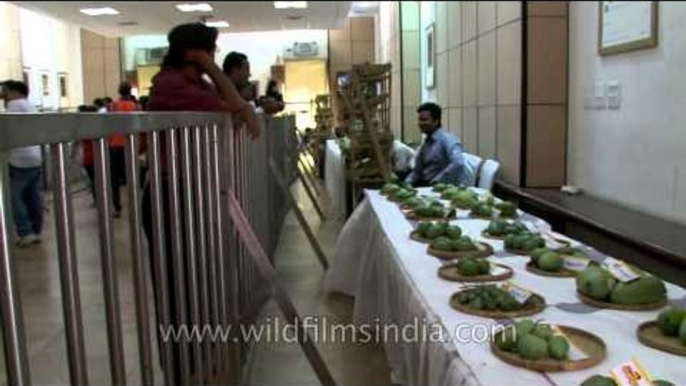 More than hundred varieties of mango at display