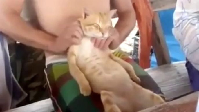 Un chat qui aime les massages! Assis sur les genoux, trop mignon.