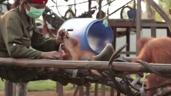 Rickina, le bébé Orang-outan le plus beau et mignon jamais vu! Cute!!!