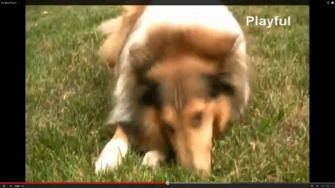 lassie dog sniffing+junglebook sounds