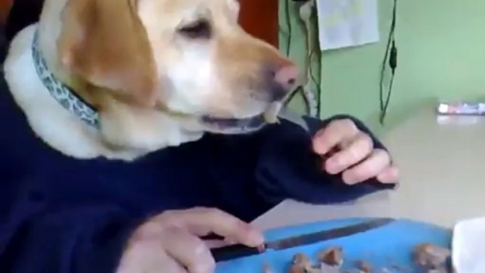 Chien qui mange a table