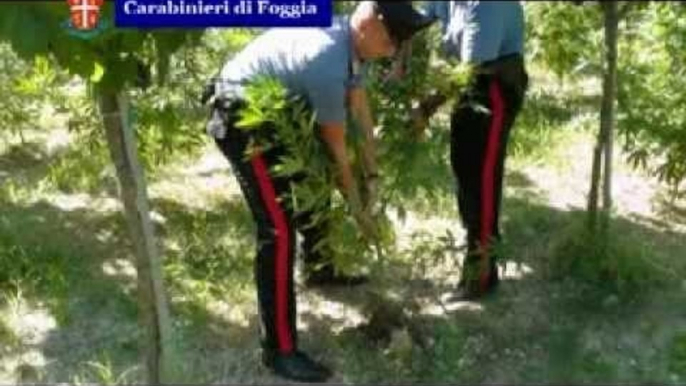 Orta Nova-Cerignola (FG) - Piantagione di marijuana in vigneto, 3 arresti (07.09.13)