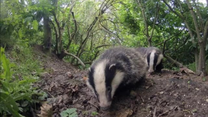 BBC Radio Gloucestershire - Steve Kitchen, Badger Cull 11Sept13