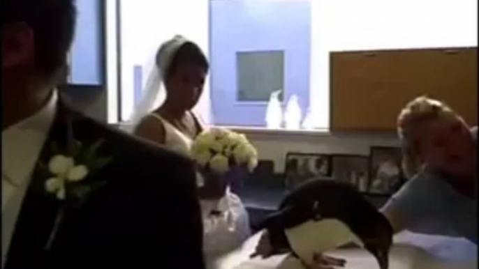 Un pingouin fait caca sur la robe de la mariée! Mariage foutu!