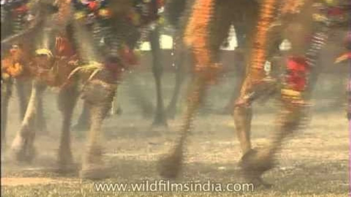 BSF jawans presents camel musical ride at BSF Tattoo day