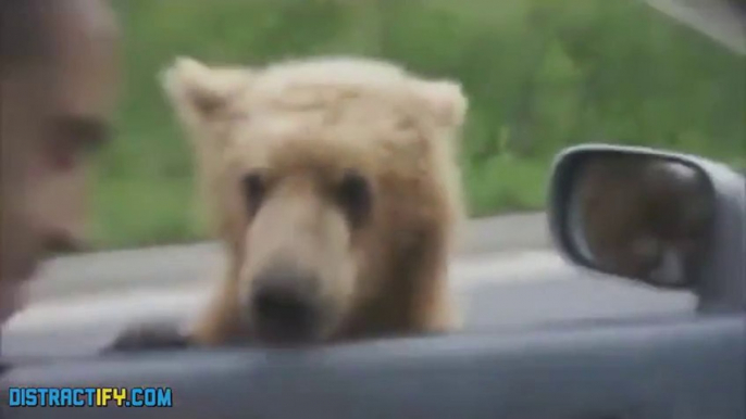5 Crazy Things That Can Only Happen in Russia! Car crash, bears and crazy guys...