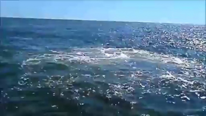 Feeding Humpback Whales off the Coast of Rockaway Beach