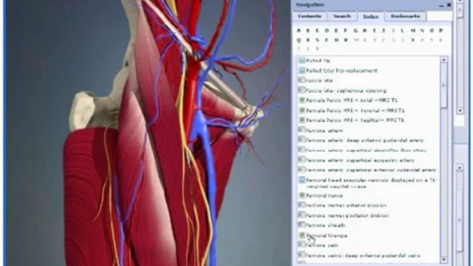 3D Interactive Hip Human Anatomy - 2009 release