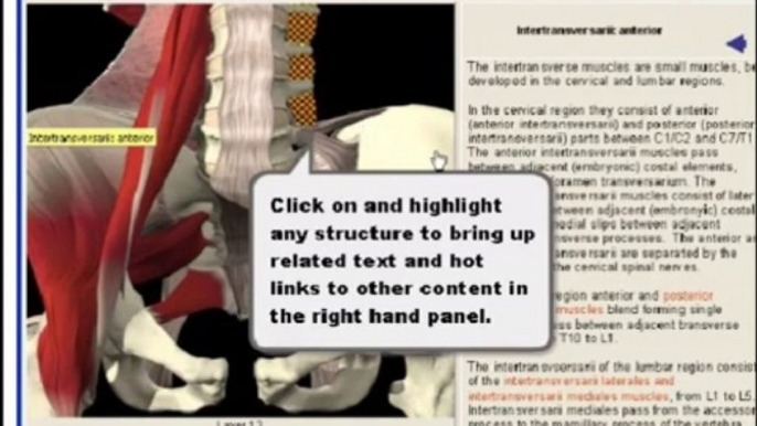 3D Human Anatomy: Interactive Spine Software for Chiropractors