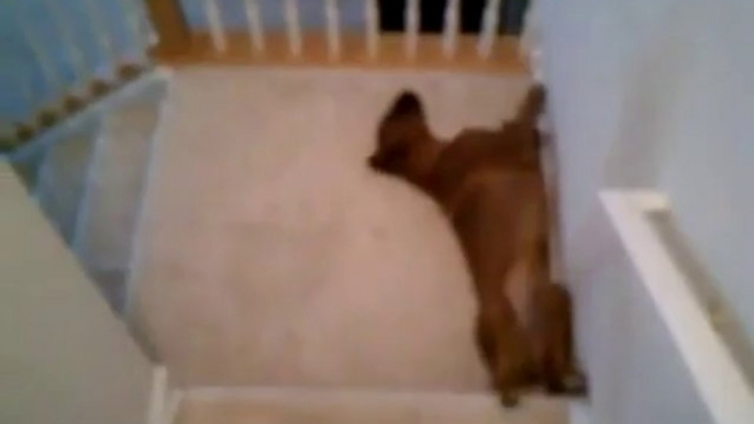 Lazy Dog Slides Down Stairs - Funny Videos at Fully :)(: Silly