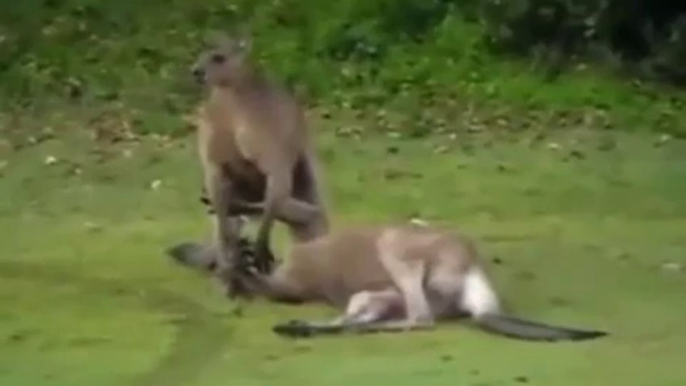 Kangaroo Puts Sleeper Hold On Another Kangaroo