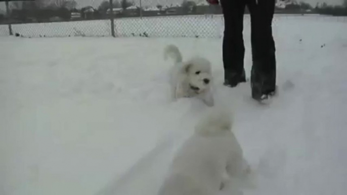 Bichon Frise Puppy & Dog Playing in Snow Rifts at the Park, Chasing each other around