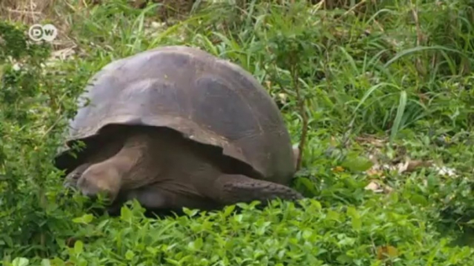 Galapagos Islands Affected by Climate Change | Global 3000