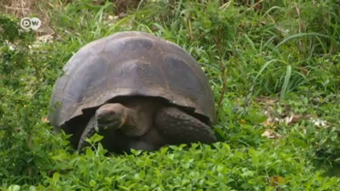 Grüne Energie auf den Galapagos-Inseln | Kurzversion | Global Ideas