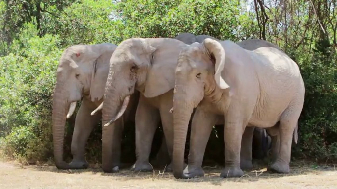 Safari wildlife. Tanzania. East Africa. Mt. Kilimanjaro area and Arusha National Park.