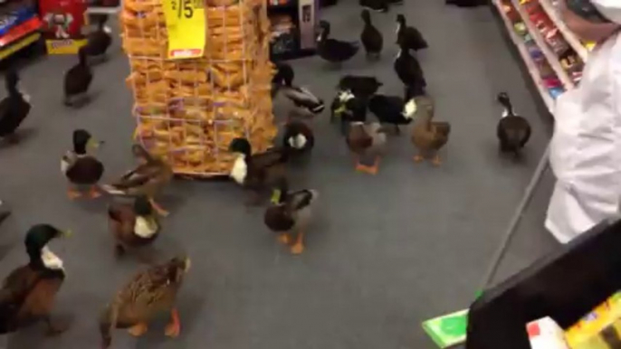 Invasion de canards dans un supermarché américain.