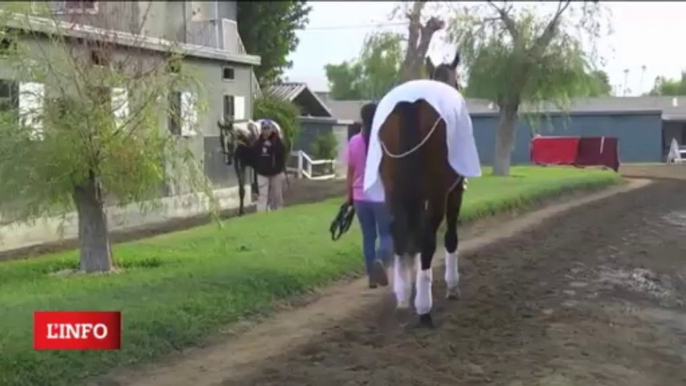 BREEDERS CUP 2013 - KATHY RITVO - Mucho Macho Man dans le Classic