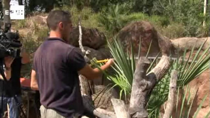 Helados de fruta y baños de arena para sobrellevar en calor en el Bioparc de Valencia