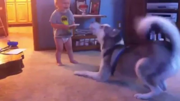 Baby and Husky, Deep in Conversation