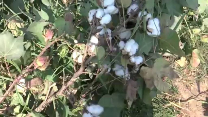 Agri Expert Mr Fazal discussion on Organic Fertilizers for growing Crops 6 Oct 2013 Khanewal