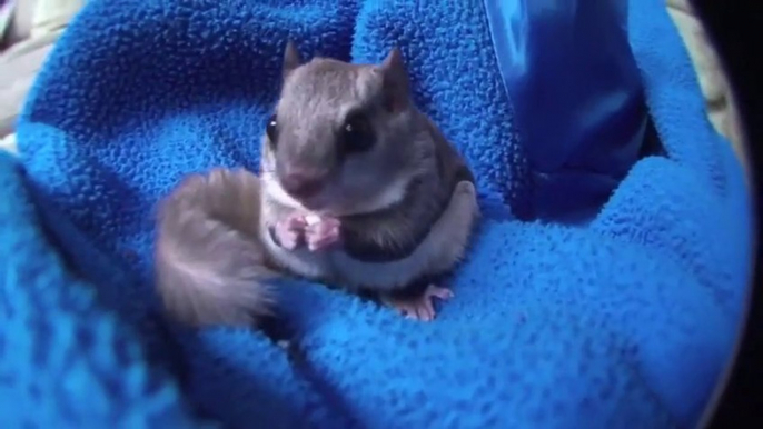 A pet flying squirrel jumping! Awesome...