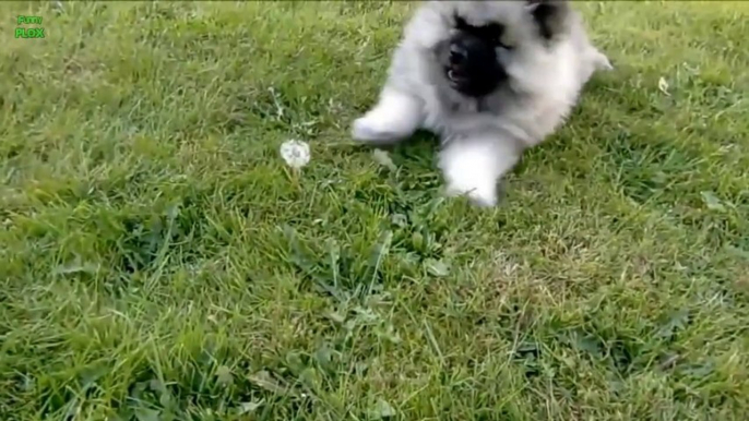 Des chiens idiots, des chiots trop mignons, nos meilleurs amis en mode débile : Une compil' de chien au top!