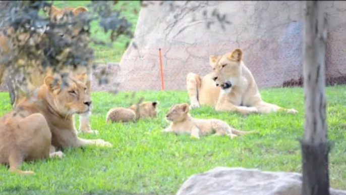 2 nuevos cachorros de león en el kopje de Bioparc Valencia