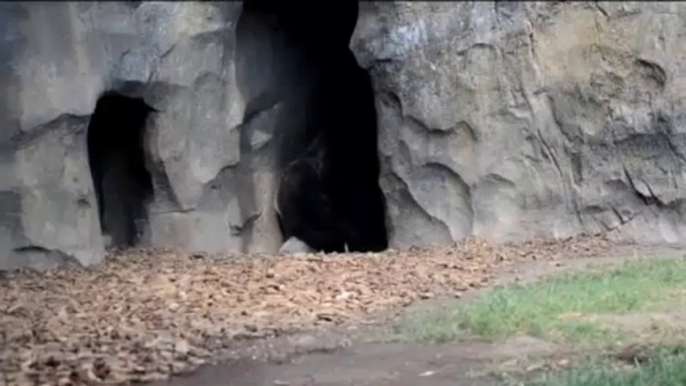 El gorila macho Mambie jugando con su hijo Ebo (Bioparc Valencia)