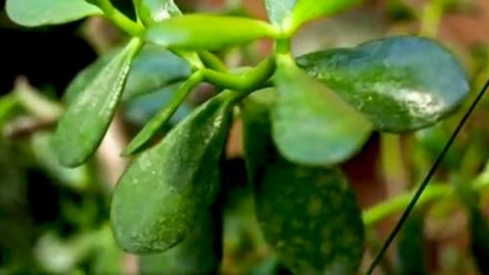 The Jade Plant - A great low maintenance plant for your indoor garden - Crassula ovata