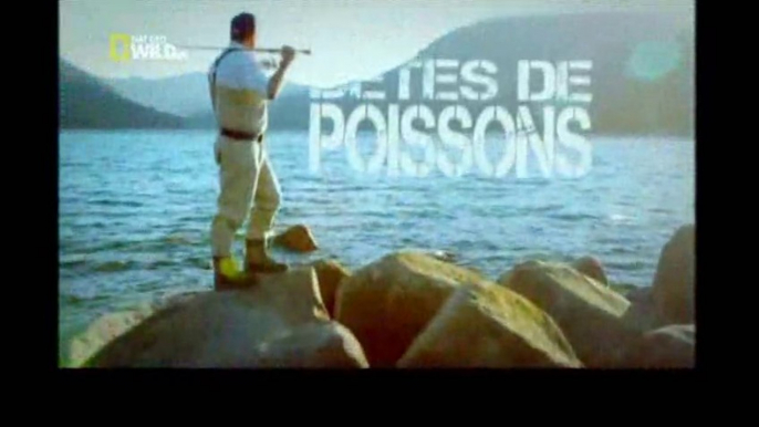 Bêtes de poissons [ Le poisson-chat géant ]