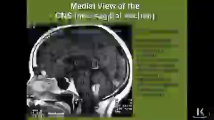 Limbic System