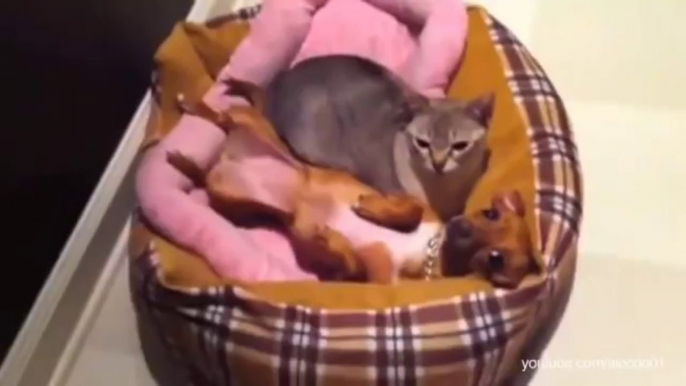 Cats stealing dogs' beds