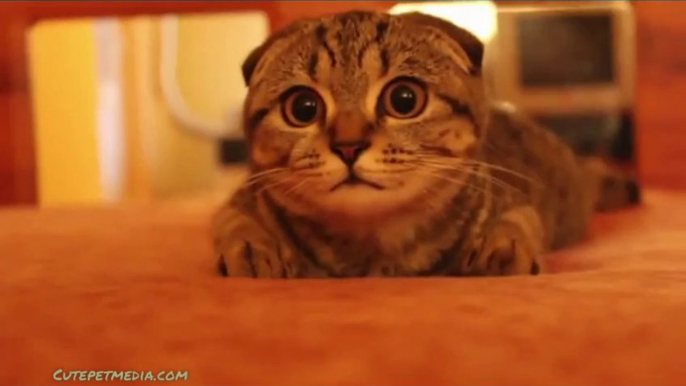 CAT Compilation : The CUTEST KITTEN EVER!