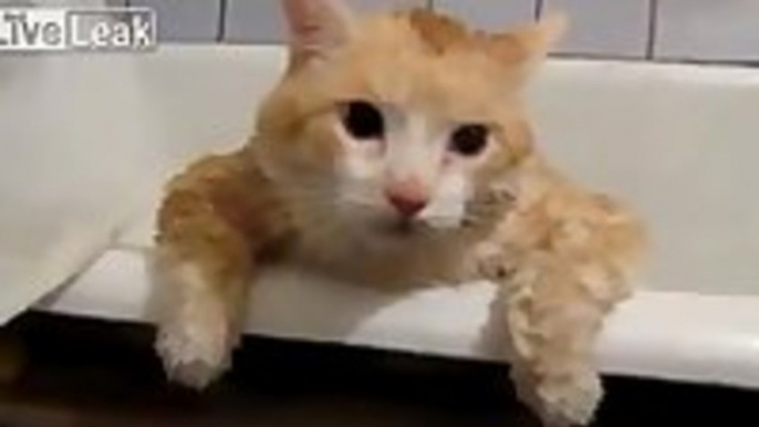 Fat Russian cat can't escape bathtub