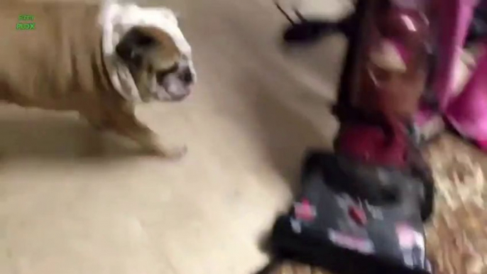 Funny Dogs vs Vacuum Cleaners Compilation