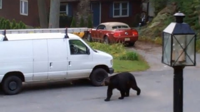 Bear attack: Black bear destroys Florida woman's car