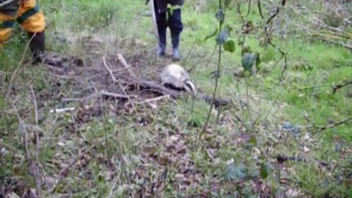 Badger set free from cruel snare