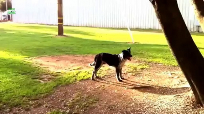 Compilation de chiens qui essaient de s'attraper la queue... trop Marrant!