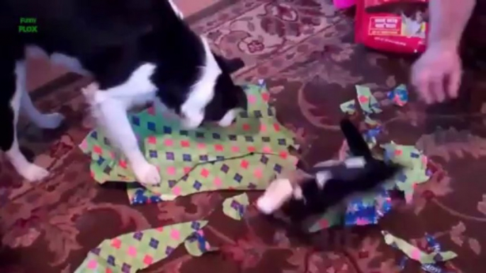 Des chiens qui ouvrent des cadeaux de NOEL - Compilation d'animaux mignons 2013