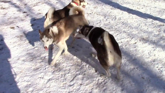 Kyzak & Rydik @ Bear Creek Dog Park II, playing with Kai