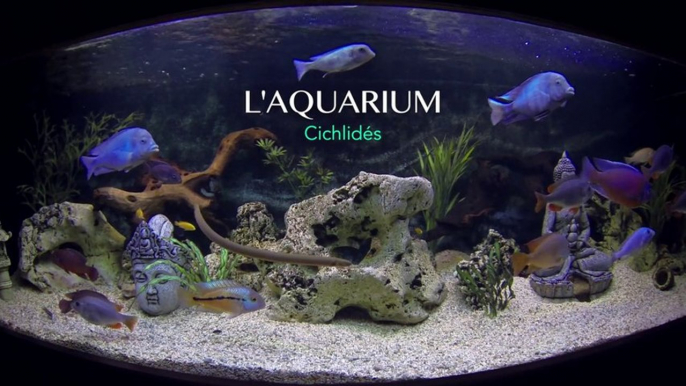 Aquarium Cichlidés  600 L - GoPro HD