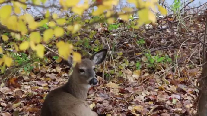 City Officials Plan to Control Deer Population Through Surgical Sterlization